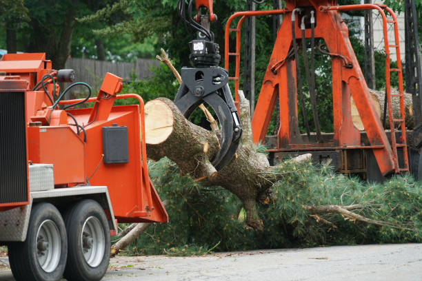 Professional  Tree Services in Shiprock, NM