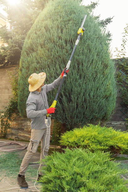 Best Storm Damage Tree Cleanup  in Shiprock, NM